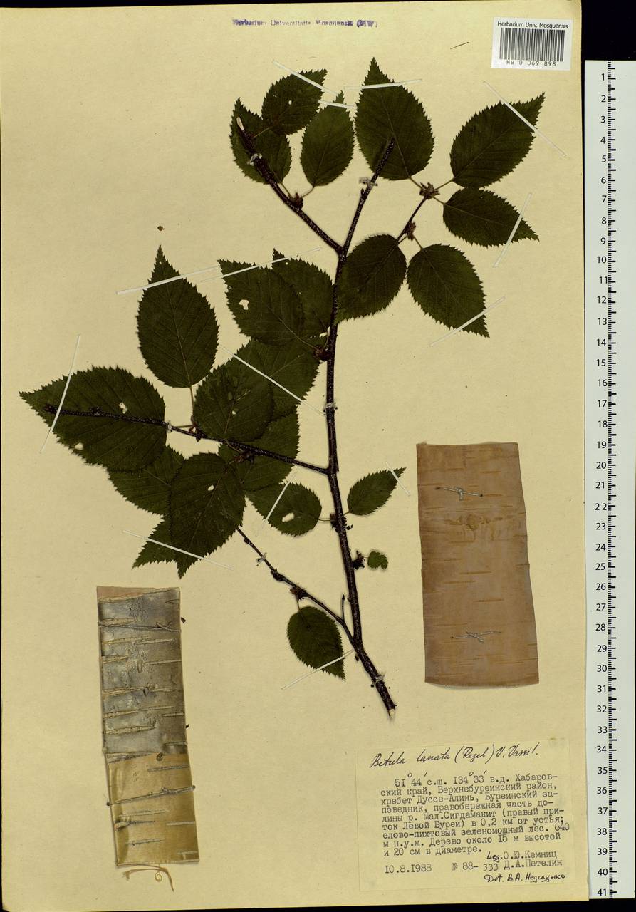 Betula ermanii var. lanata Regel, Siberia, Russian Far East (S6) (Russia)