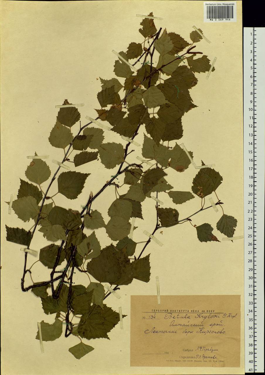 Betula pubescens var. pubescens, Siberia, Altai & Sayany Mountains (S2) (Russia)