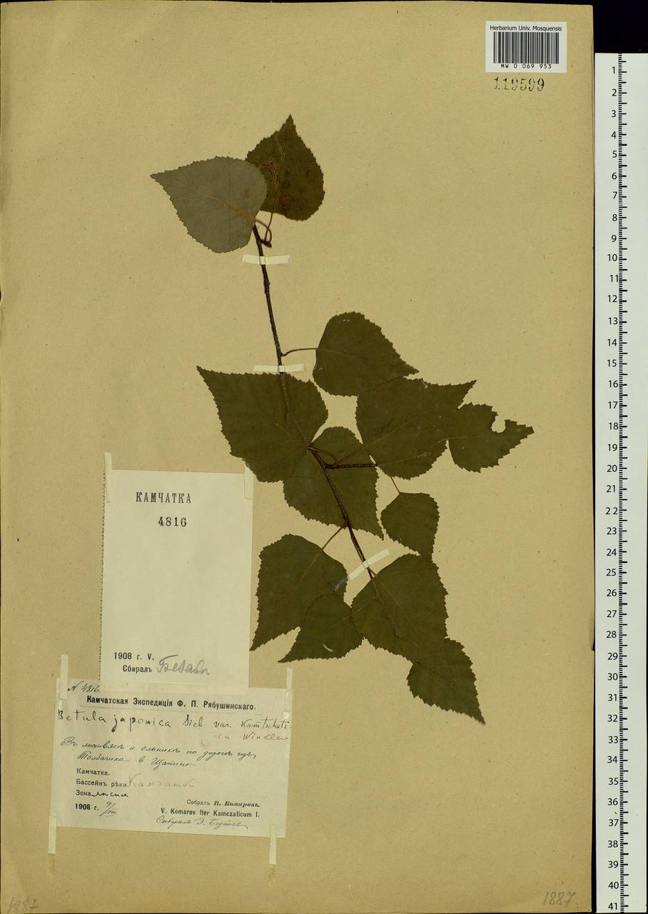Betula platyphylla Sukaczev, Siberia, Chukotka & Kamchatka (S7) (Russia)