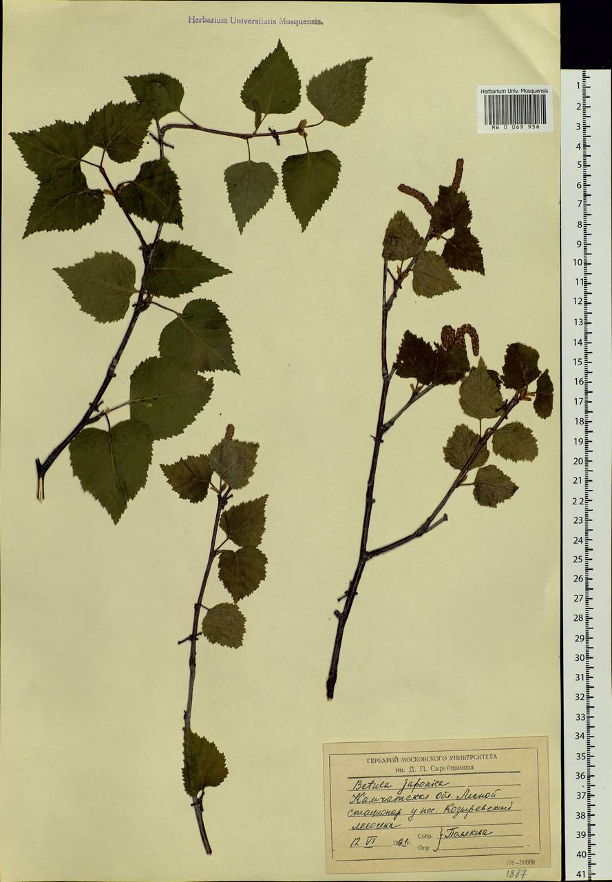 Betula platyphylla Sukaczev, Siberia, Chukotka & Kamchatka (S7) (Russia)