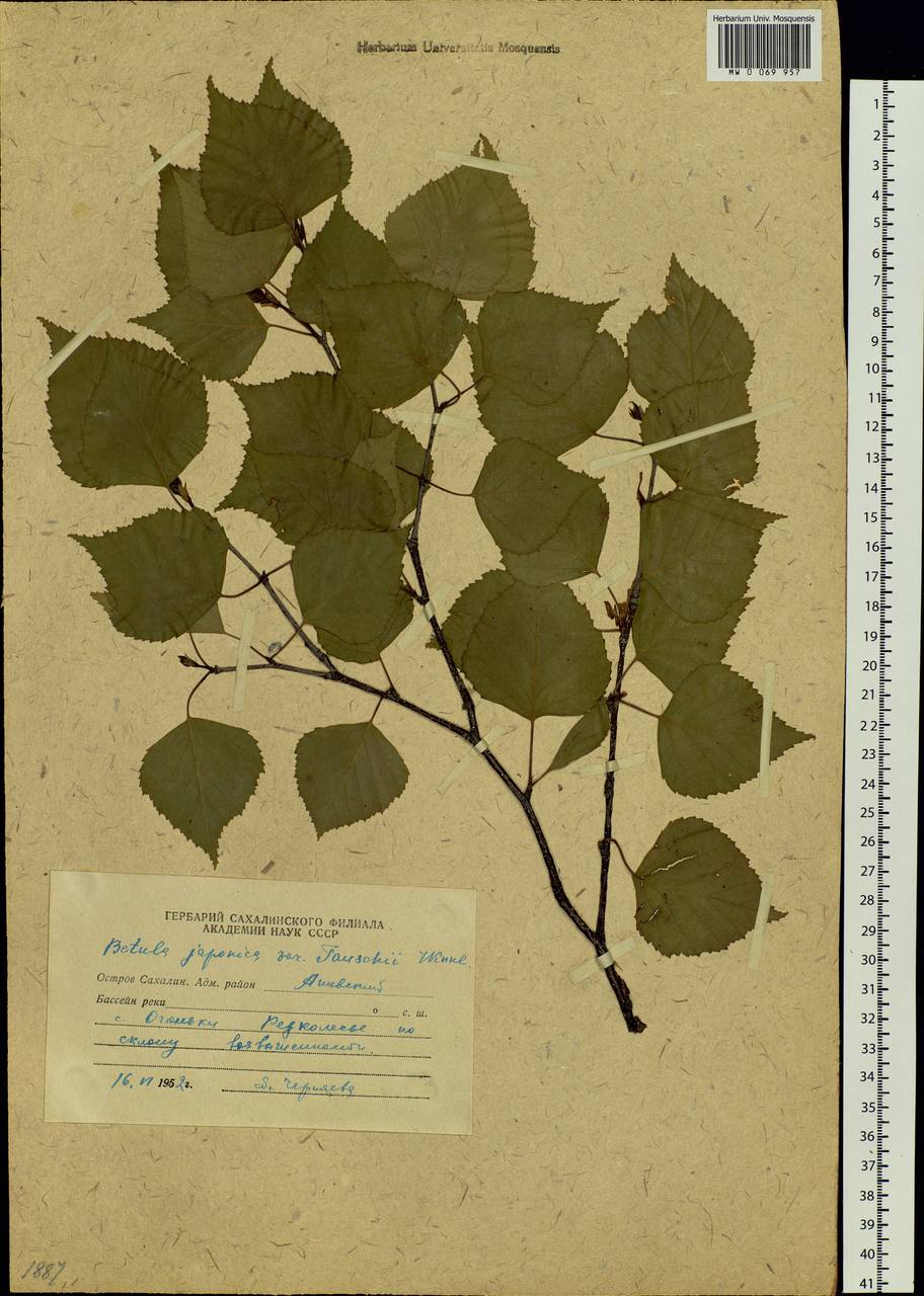 Betula platyphylla Sukaczev, Siberia, Russian Far East (S6) (Russia)