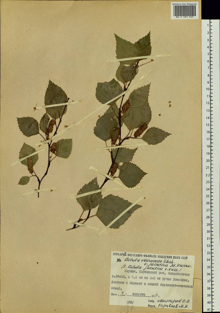 Betula pubescens var. pubescens, Siberia, Yakutia (S5) (Russia)