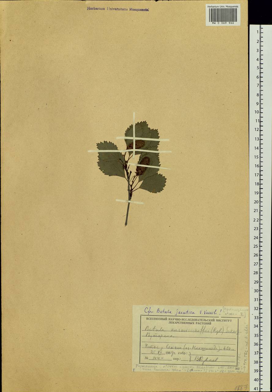 Betula pubescens var. pubescens, Siberia, Central Siberia (S3) (Russia)