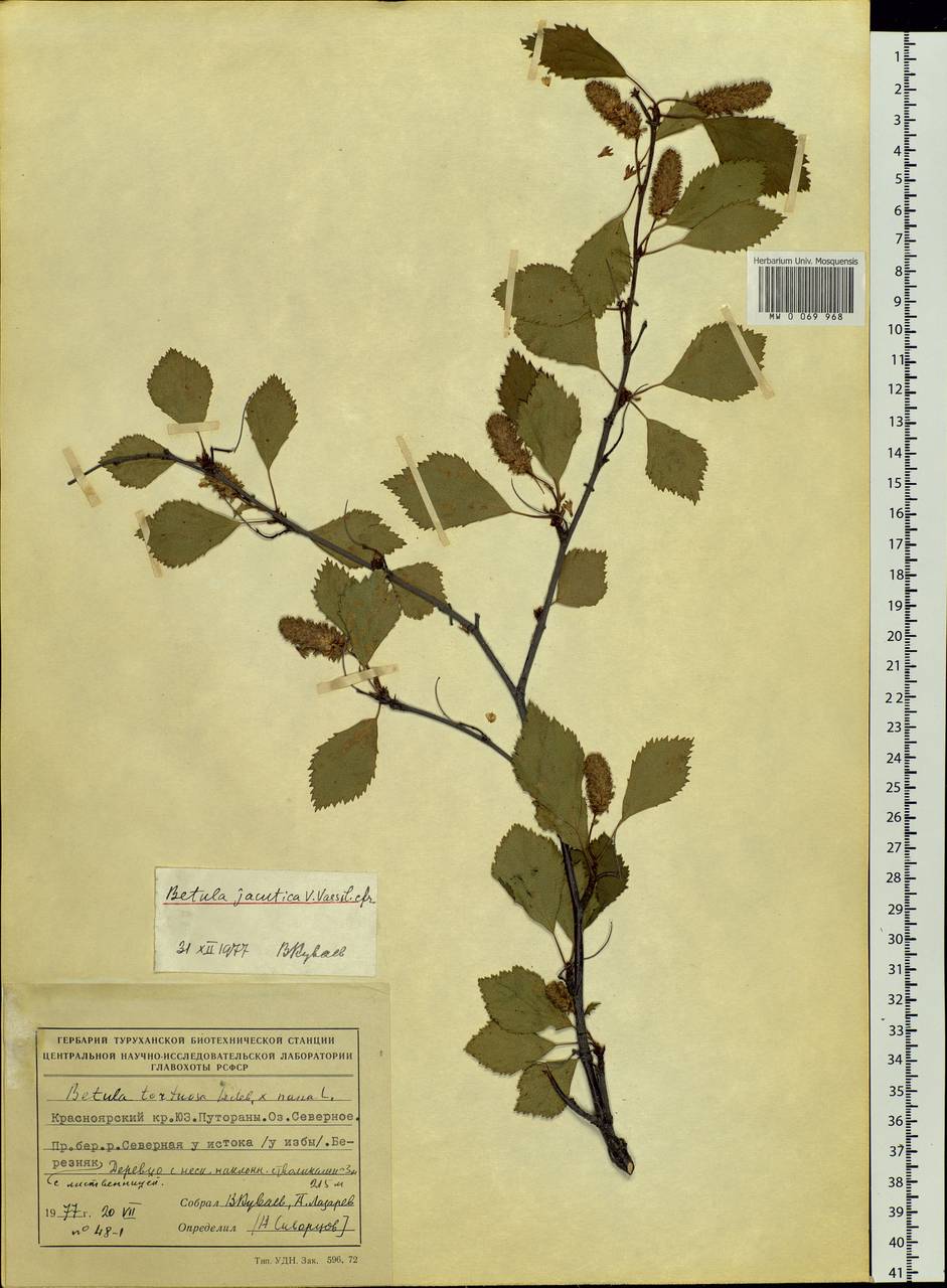 Betula pubescens var. pubescens, Siberia, Central Siberia (S3) (Russia)