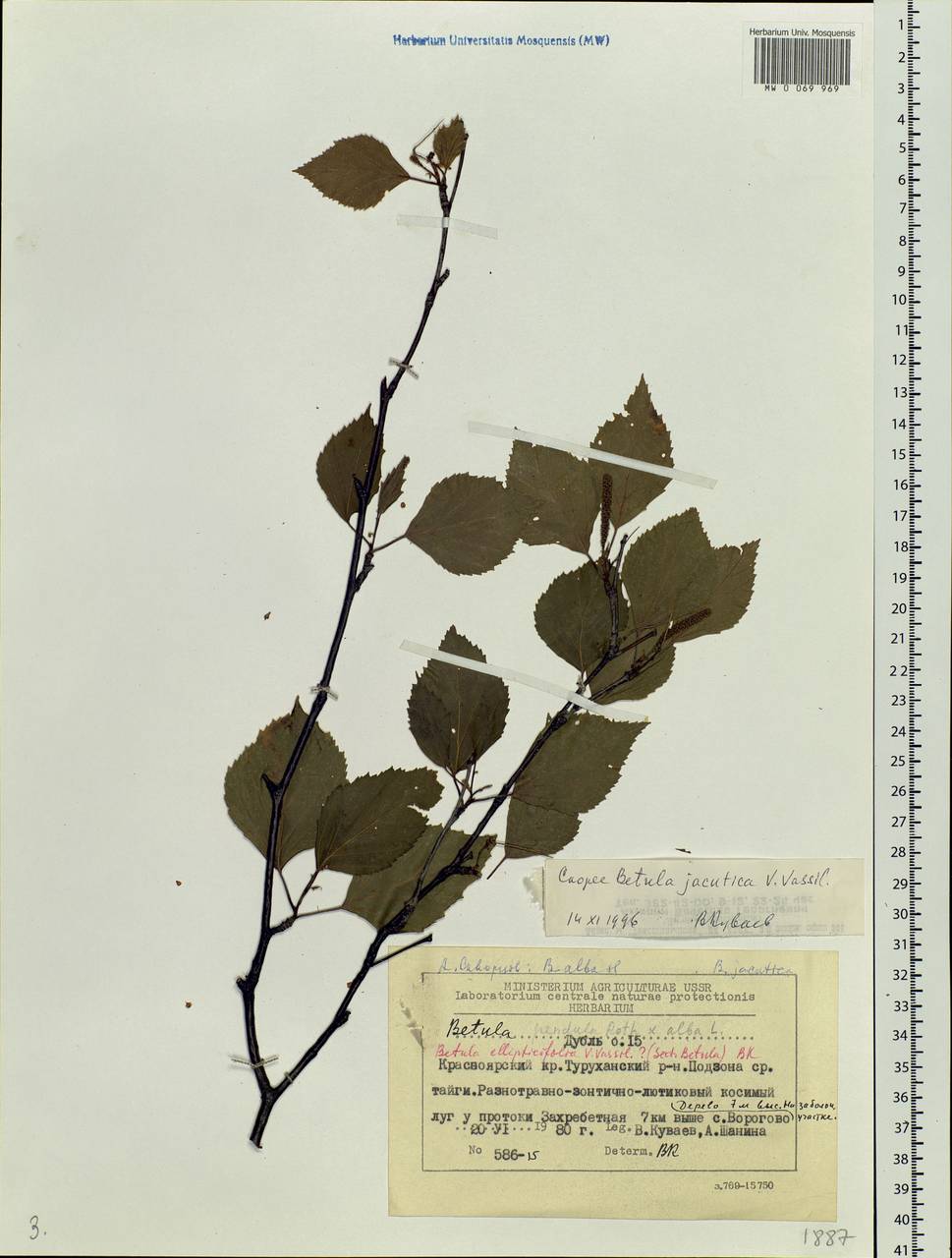 Betula pubescens subsp. pubescens, Siberia, Central Siberia (S3) (Russia)