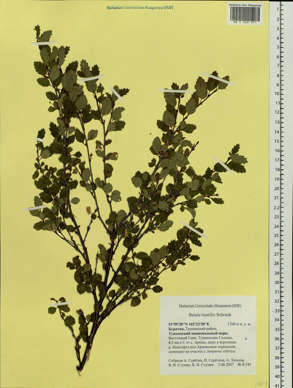 Betula humilis Schrank, Siberia, Baikal & Transbaikal region (S4) (Russia)