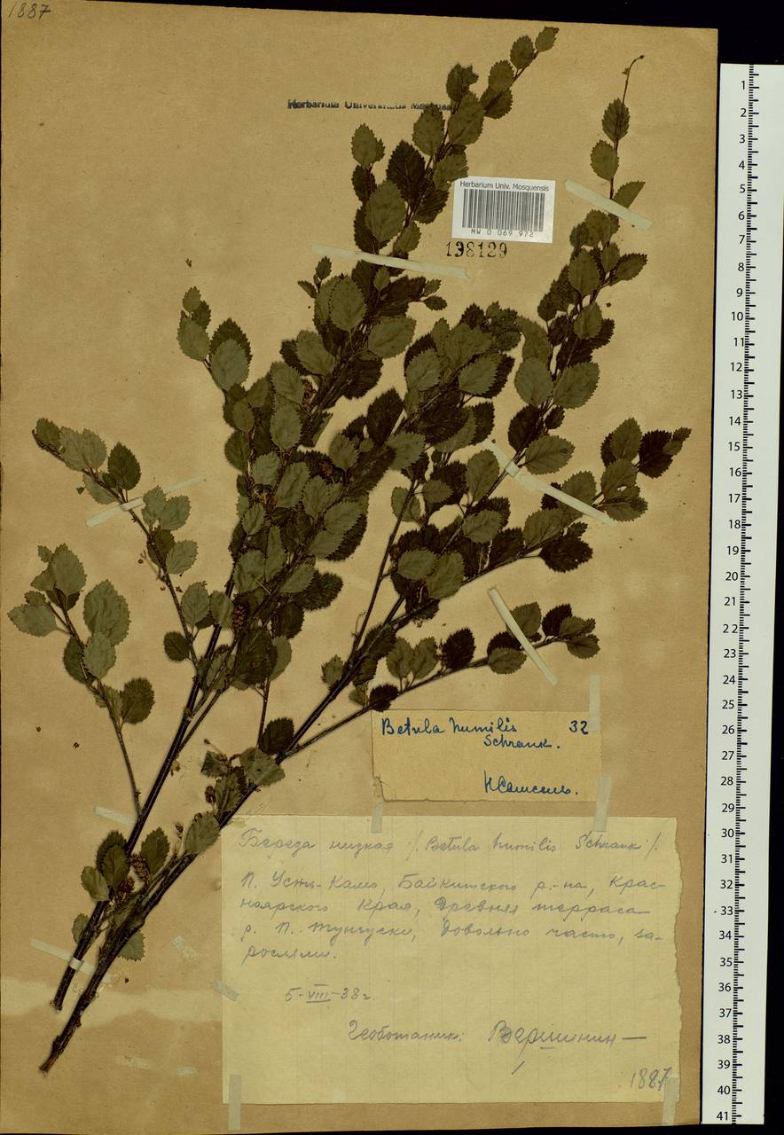 Betula humilis Schrank, Siberia, Central Siberia (S3) (Russia)