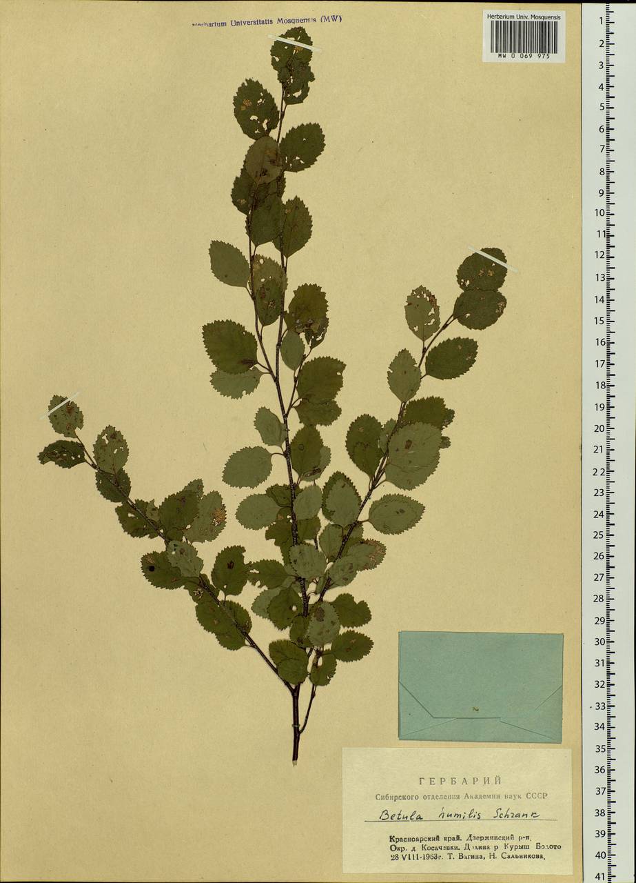 Betula humilis Schrank, Siberia, Central Siberia (S3) (Russia)