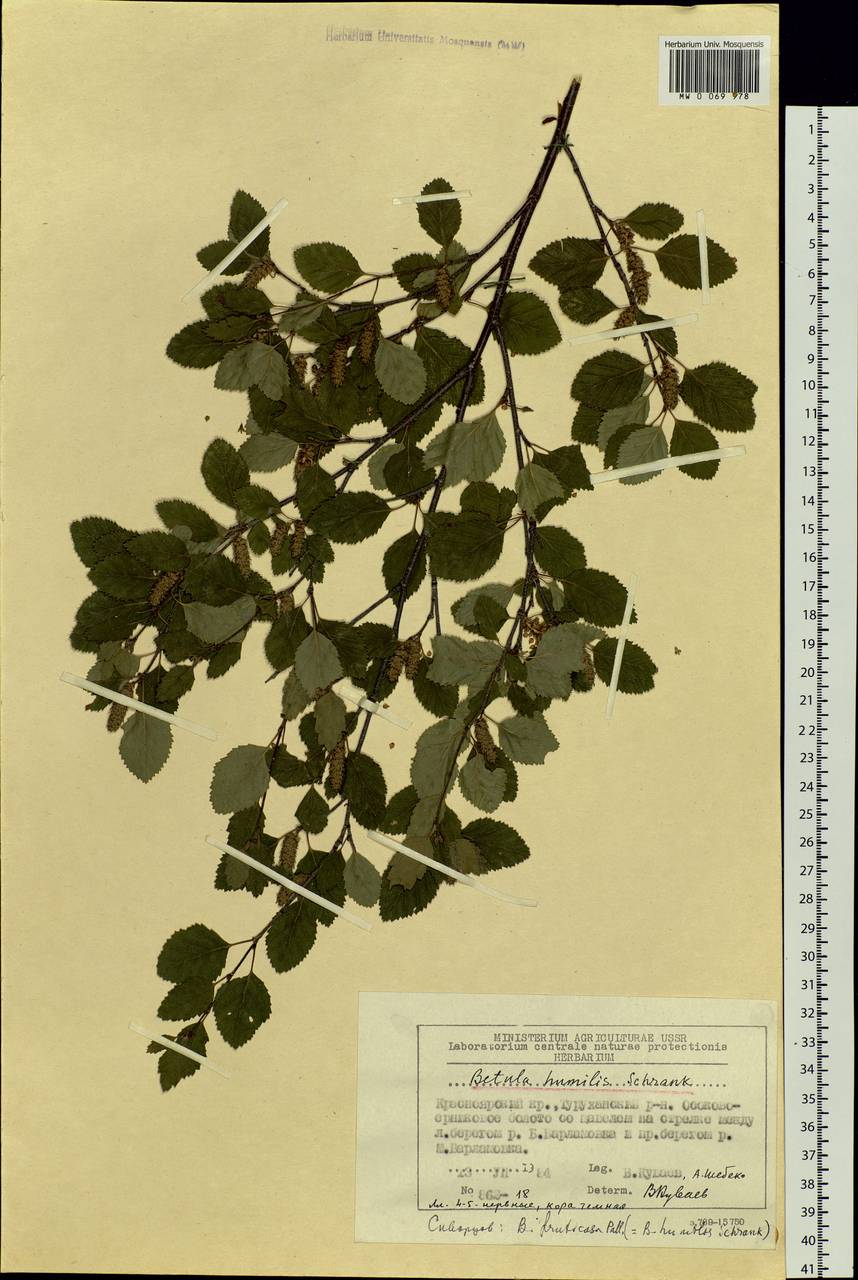 Betula humilis Schrank, Siberia, Central Siberia (S3) (Russia)