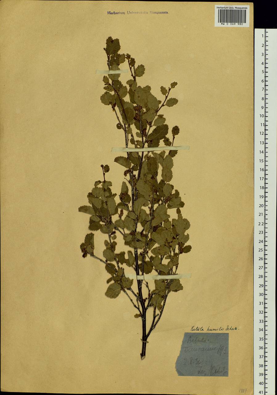 Betula humilis Schrank, Siberia, Western (Kazakhstan) Altai Mountains (S2a) (Kazakhstan)