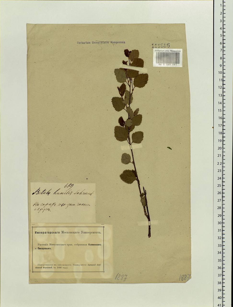 Betula humilis Schrank, Siberia, Altai & Sayany Mountains (S2) (Russia)