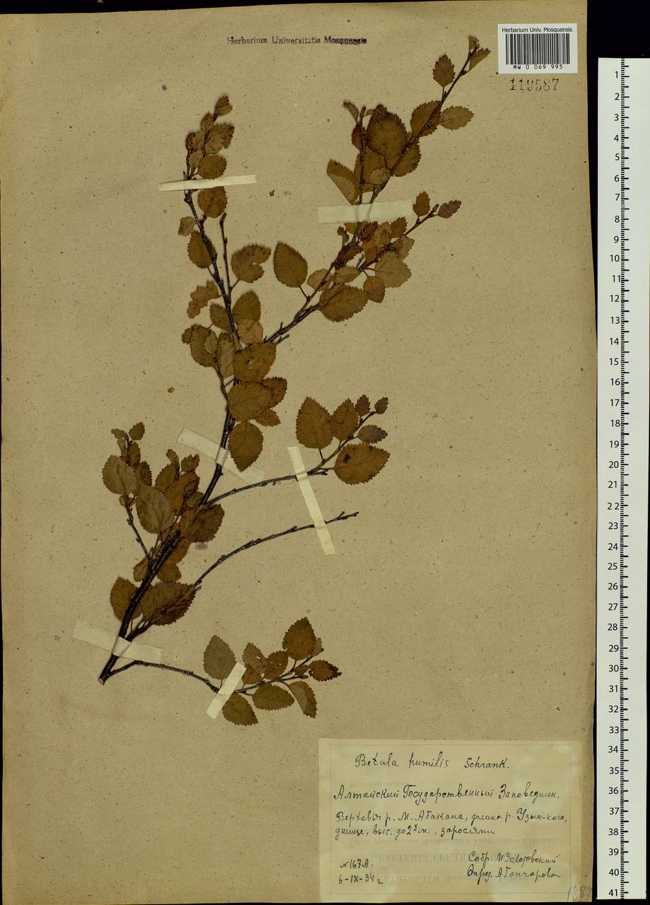 Betula humilis Schrank, Siberia, Altai & Sayany Mountains (S2) (Russia)