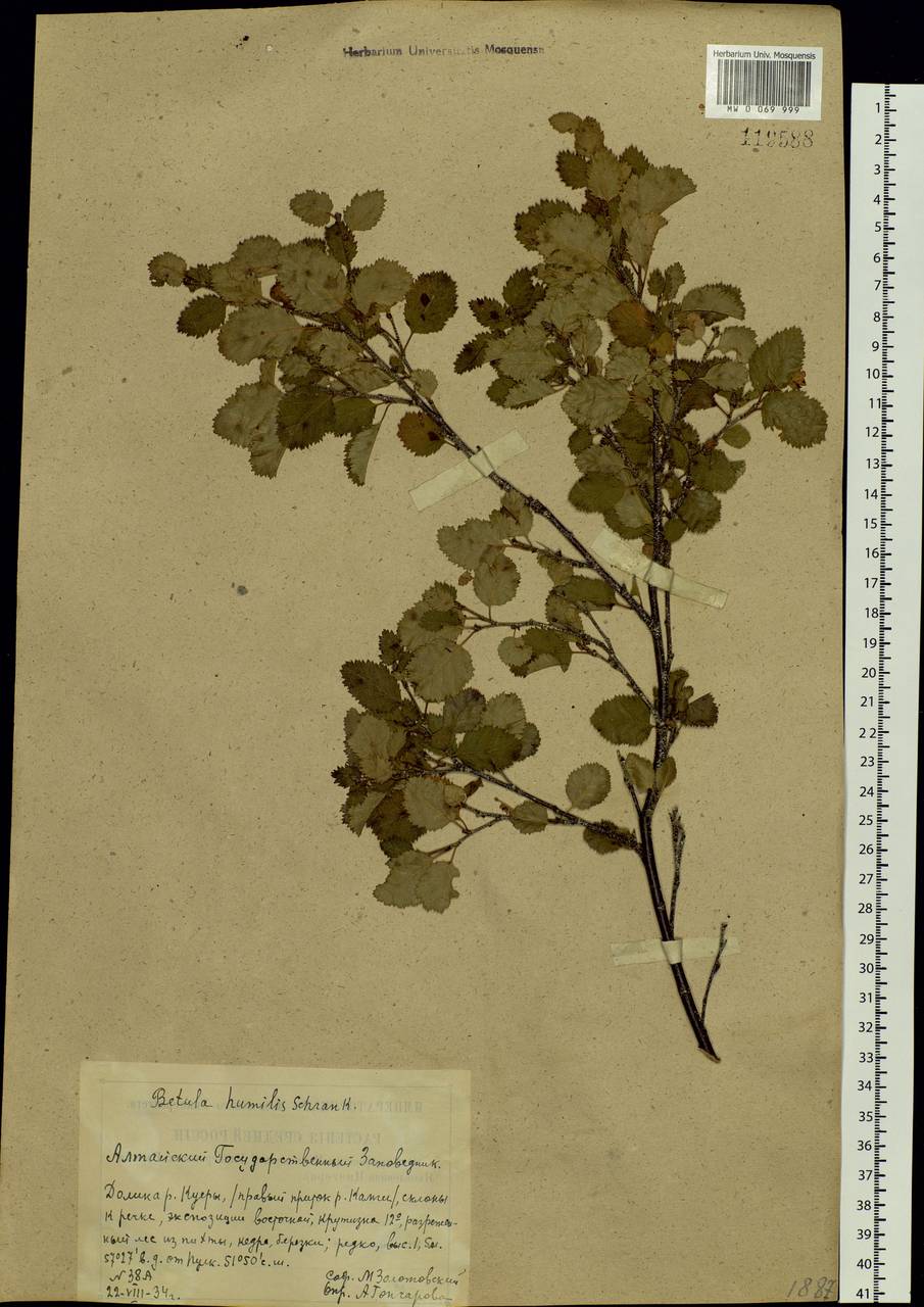 Betula humilis Schrank, Siberia, Altai & Sayany Mountains (S2) (Russia)