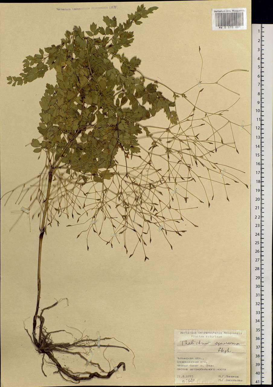 Thalictrum squarrosum Stephan ex Willd., Siberia, Baikal & Transbaikal region (S4) (Russia)