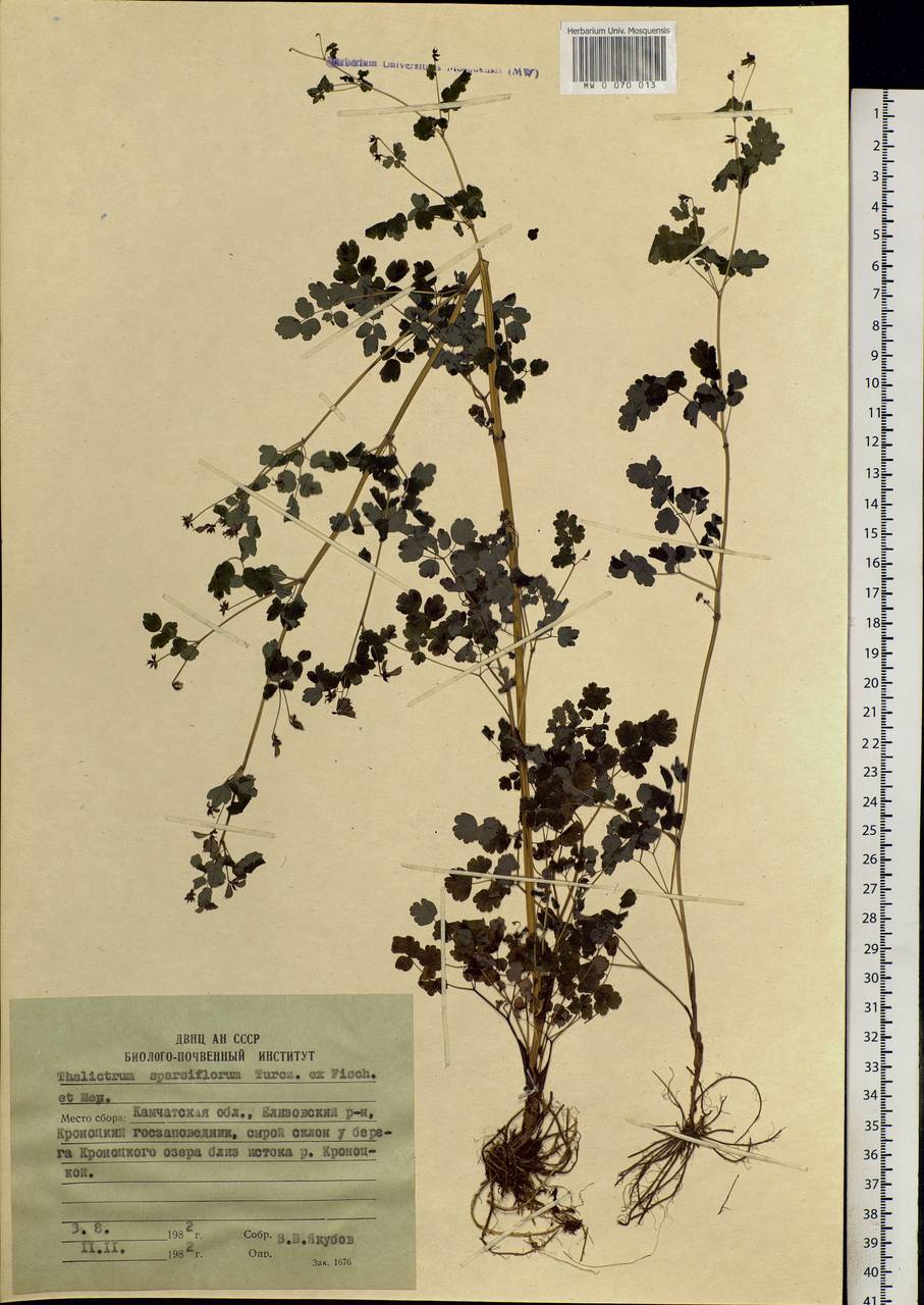 Thalictrum sparsiflorum Turcz. ex Fisch. & C. A. Mey., Siberia, Chukotka & Kamchatka (S7) (Russia)