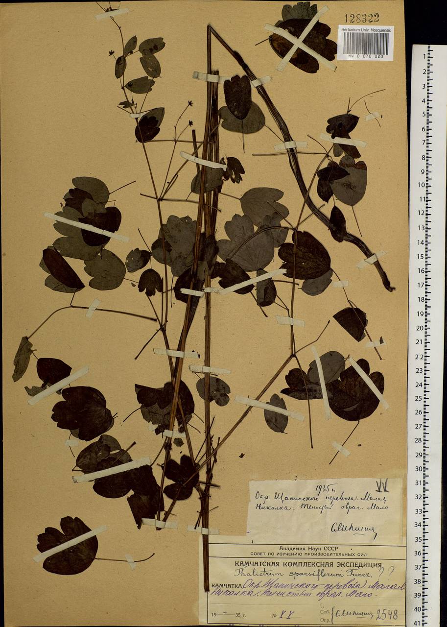 Thalictrum sparsiflorum Turcz. ex Fisch. & C. A. Mey., Siberia, Chukotka & Kamchatka (S7) (Russia)