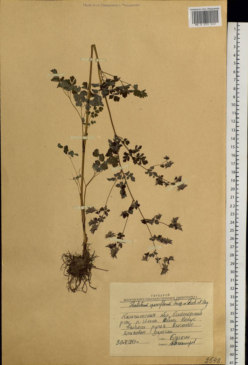 Thalictrum sparsiflorum Turcz. ex Fisch. & C. A. Mey., Siberia, Chukotka & Kamchatka (S7) (Russia)