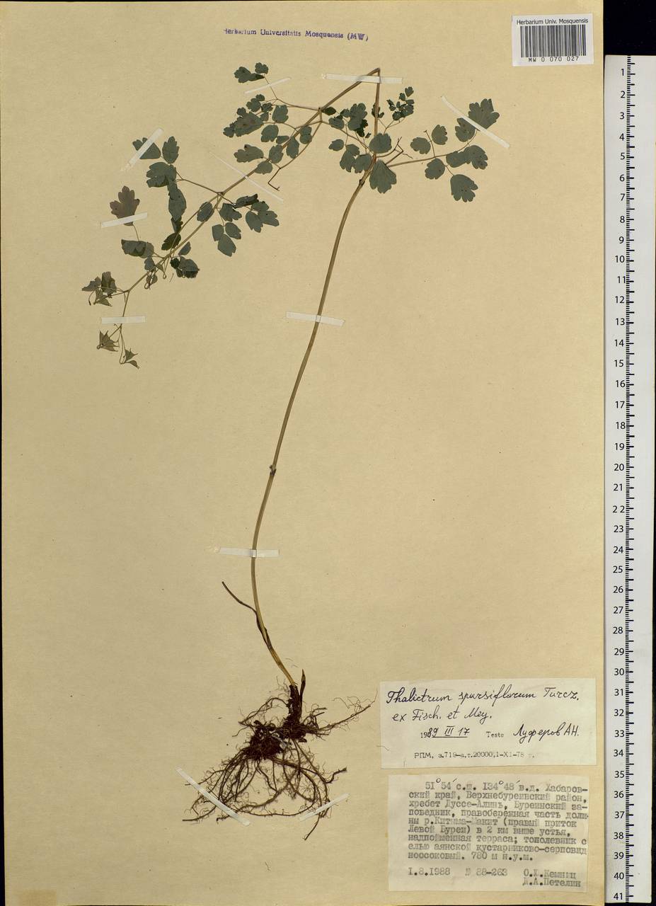 Thalictrum sparsiflorum Turcz. ex Fisch. & C. A. Mey., Siberia, Russian Far East (S6) (Russia)