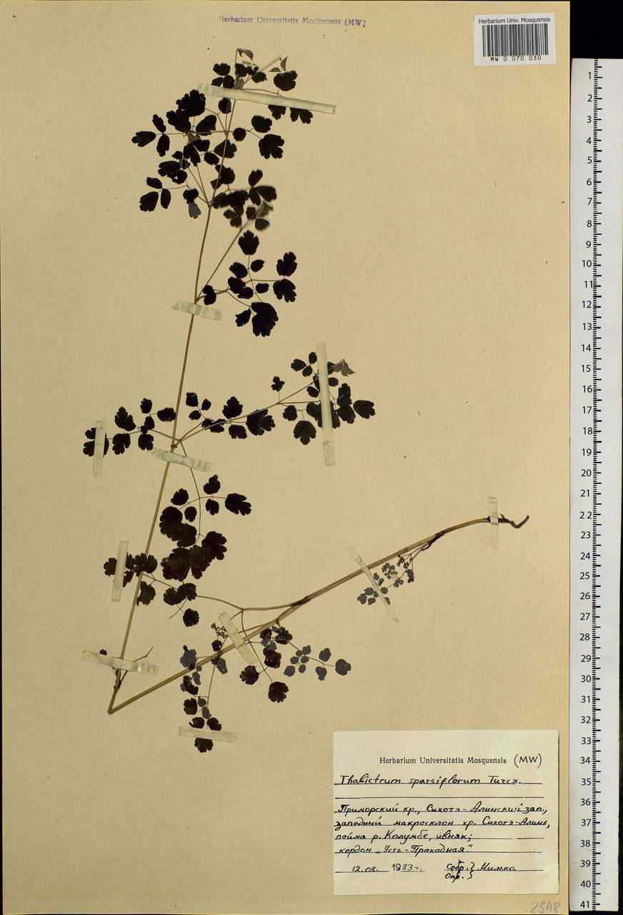 Thalictrum sparsiflorum Turcz. ex Fisch. & C. A. Mey., Siberia, Russian Far East (S6) (Russia)