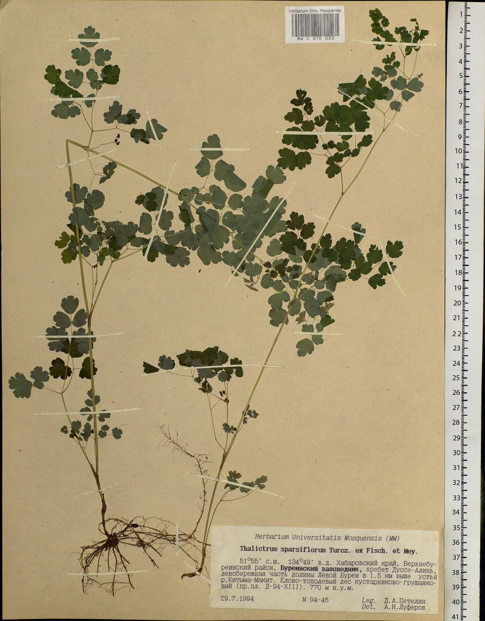 Thalictrum sparsiflorum Turcz. ex Fisch. & C. A. Mey., Siberia, Russian Far East (S6) (Russia)