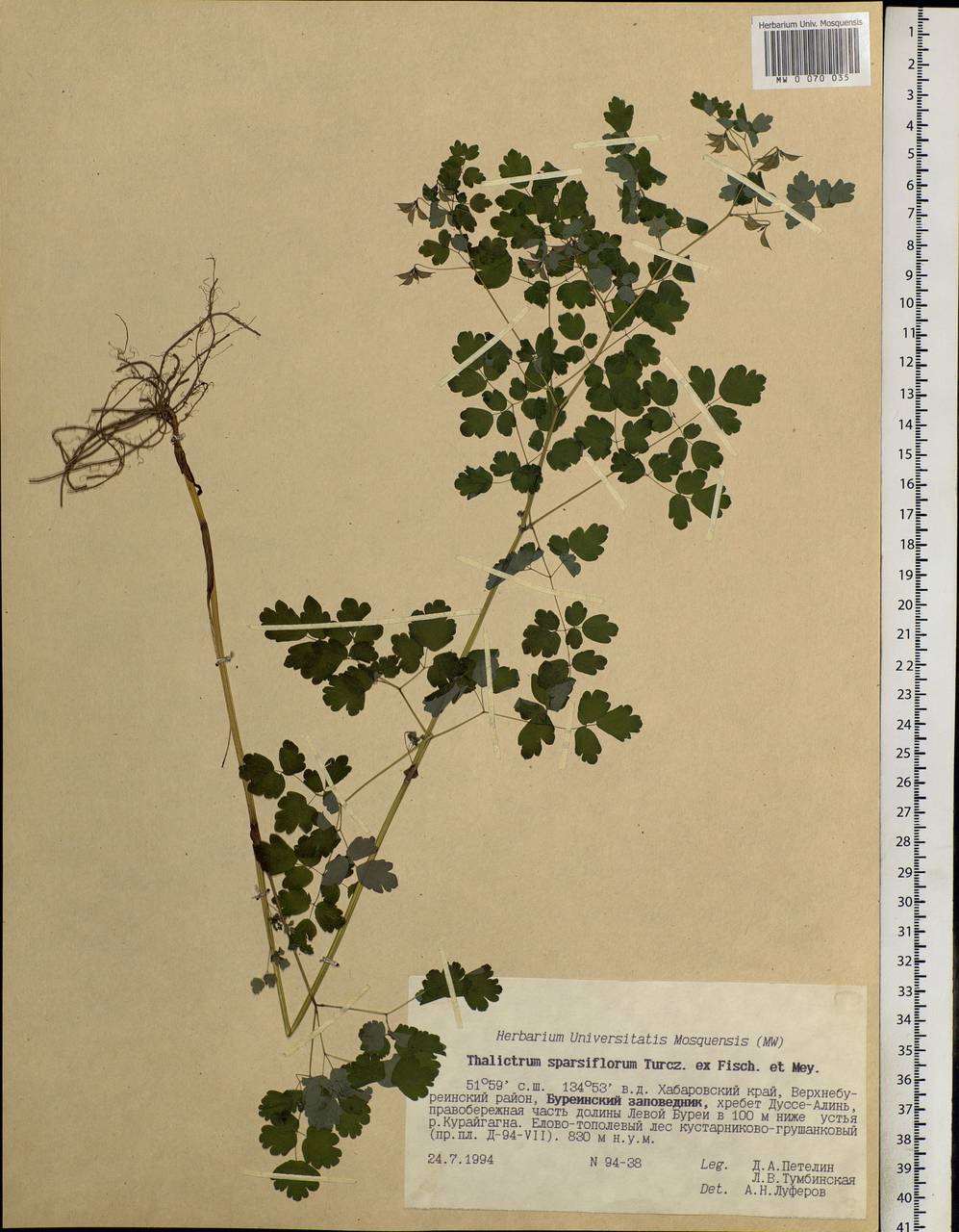 Thalictrum sparsiflorum Turcz. ex Fisch. & C. A. Mey., Siberia, Russian Far East (S6) (Russia)