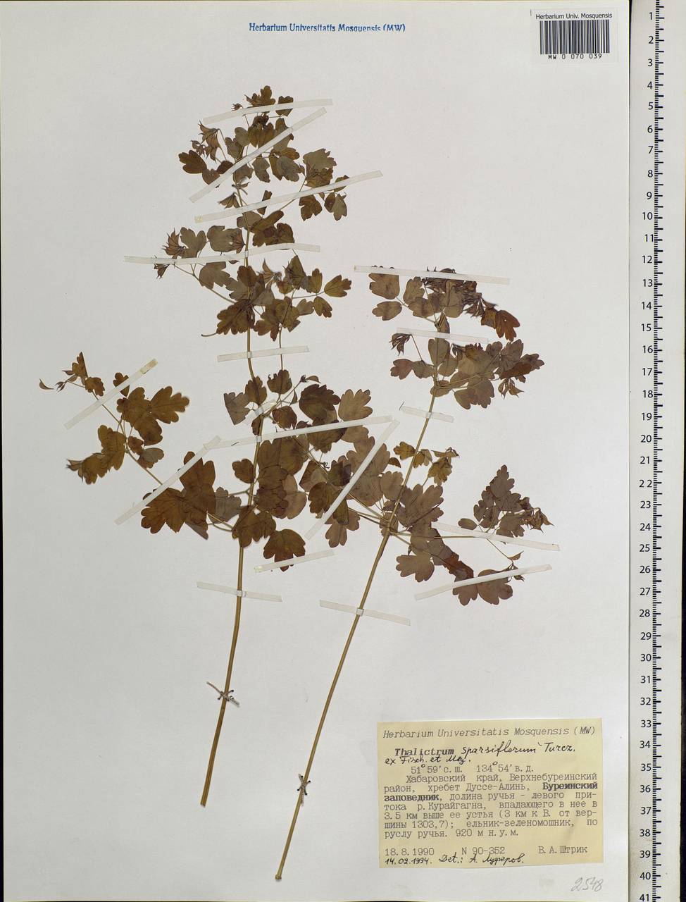 Thalictrum sparsiflorum Turcz. ex Fisch. & C. A. Mey., Siberia, Russian Far East (S6) (Russia)