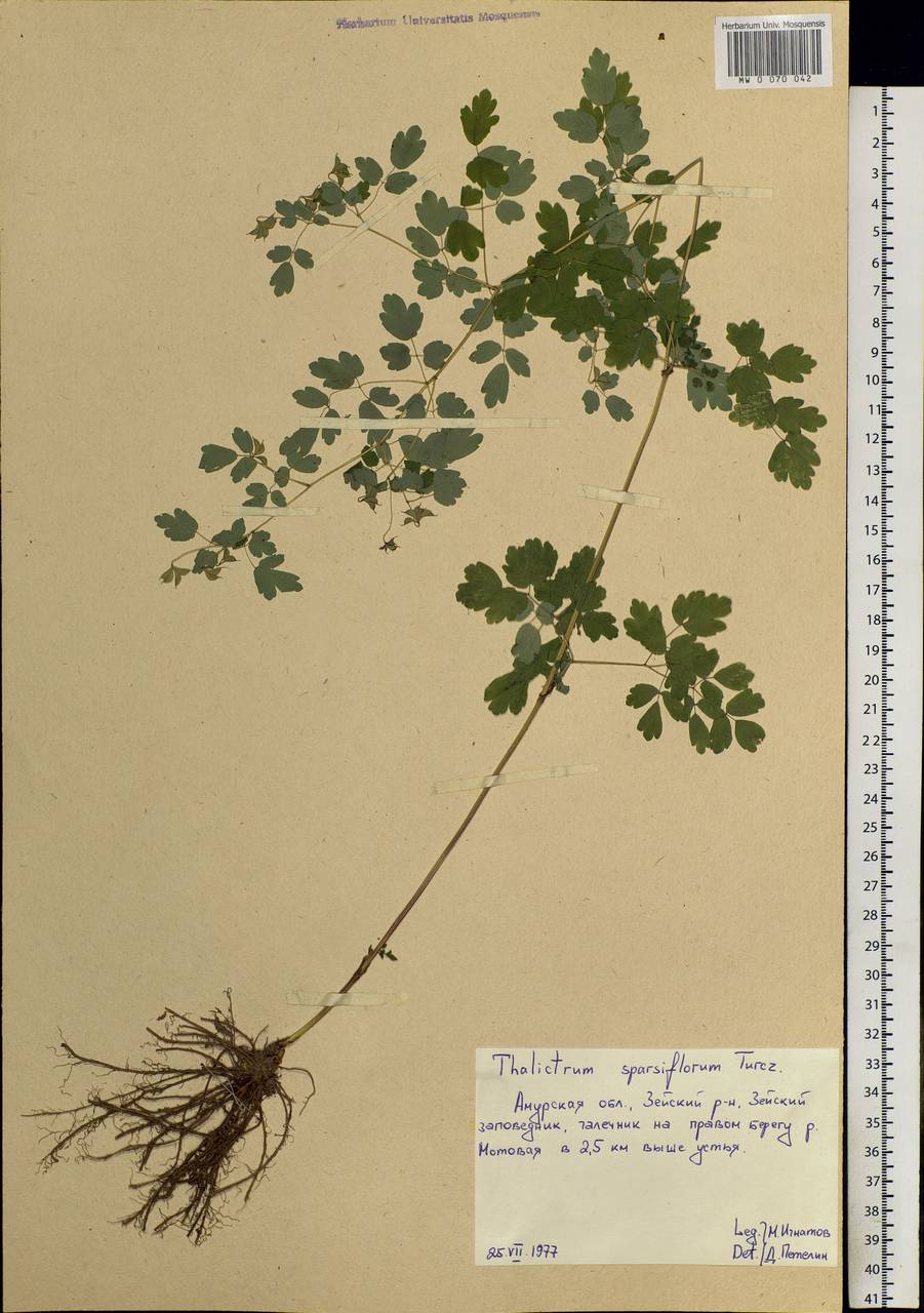 Thalictrum sparsiflorum Turcz. ex Fisch. & C. A. Mey., Siberia, Russian Far East (S6) (Russia)