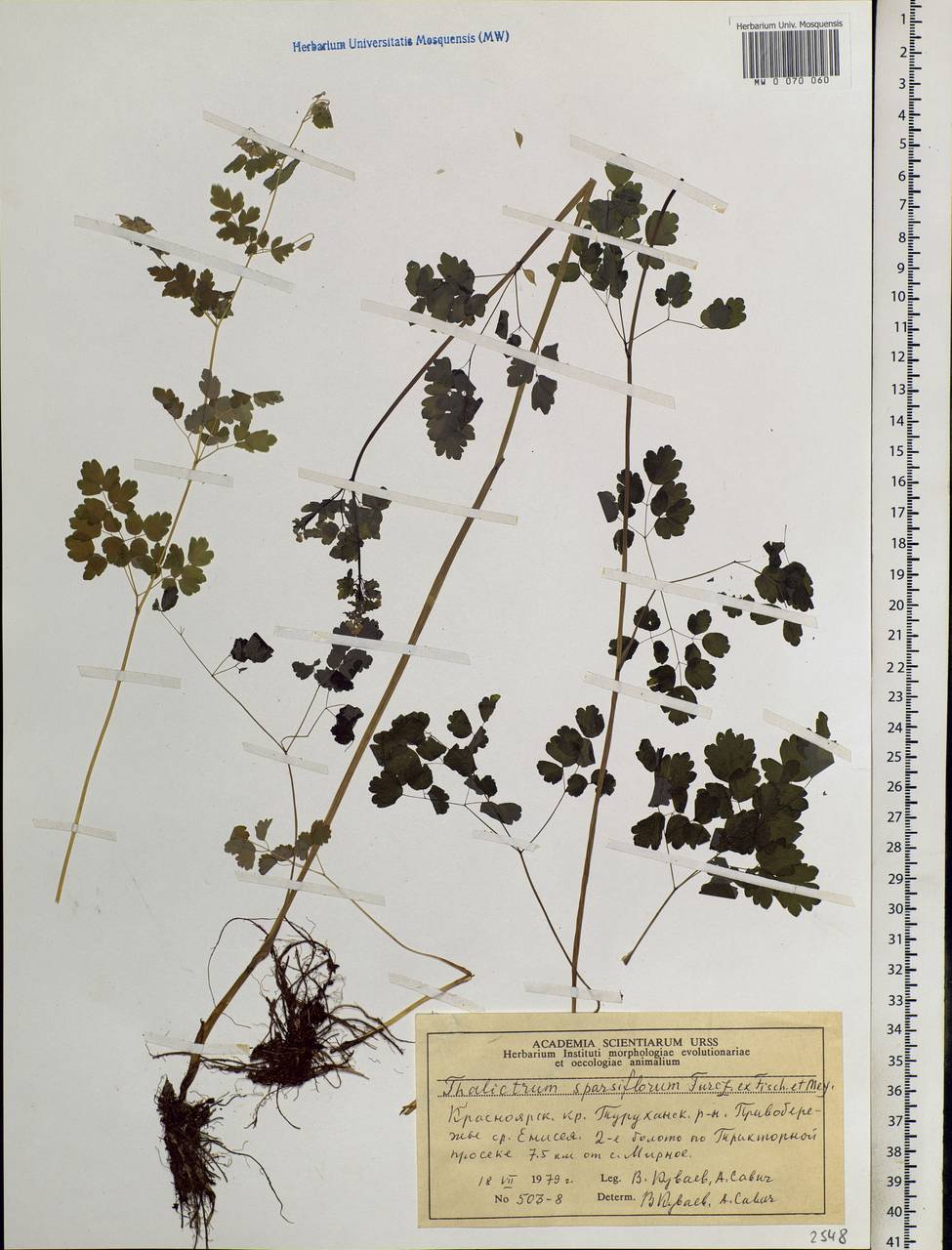 Thalictrum sparsiflorum Turcz. ex Fisch. & C. A. Mey., Siberia, Central Siberia (S3) (Russia)