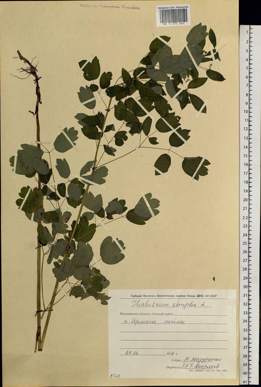 Thalictrum simplex L., Siberia, Chukotka & Kamchatka (S7) (Russia)