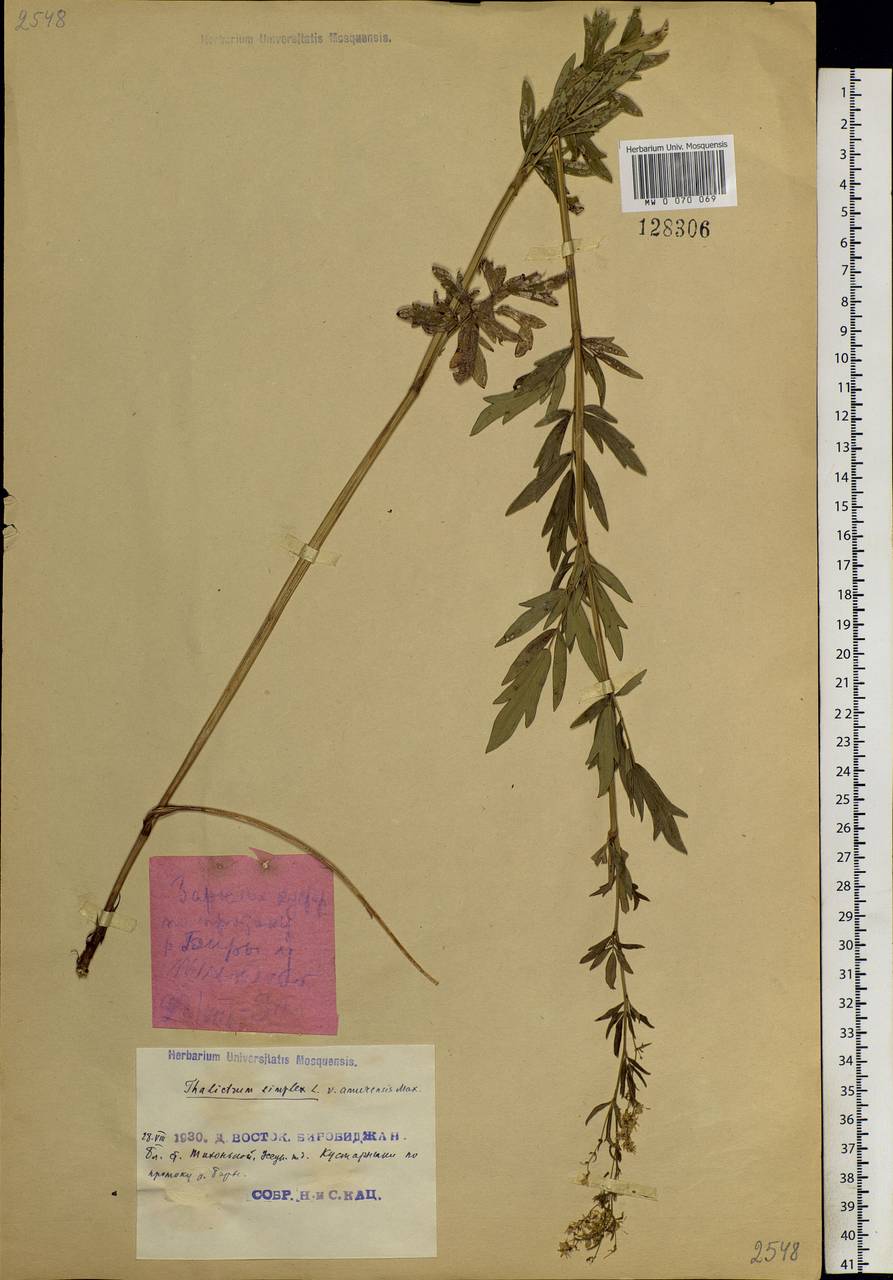 Thalictrum simplex L., Siberia, Russian Far East (S6) (Russia)