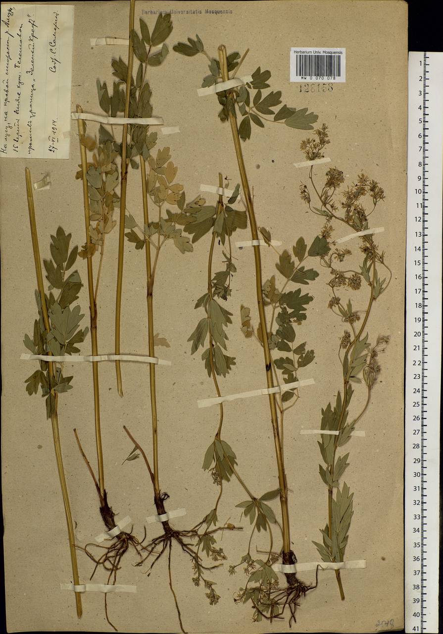 Thalictrum simplex L., Siberia, Russian Far East (S6) (Russia)