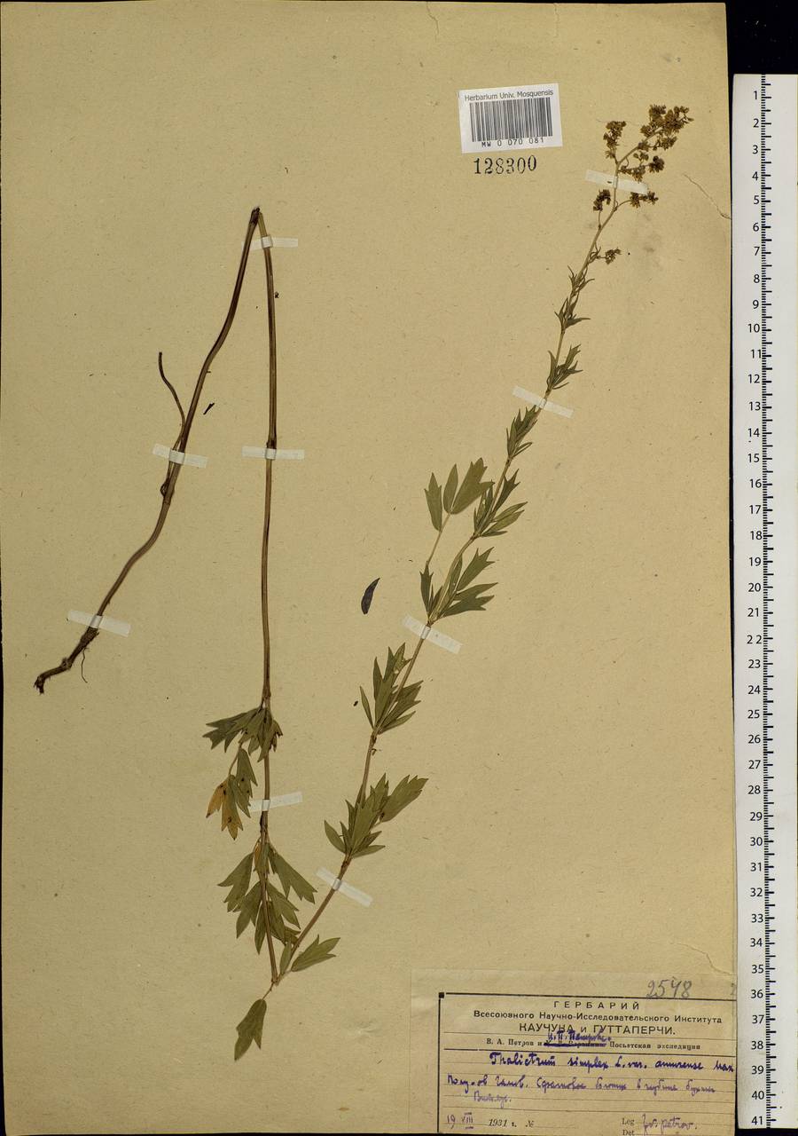 Thalictrum simplex L., Siberia, Russian Far East (S6) (Russia)