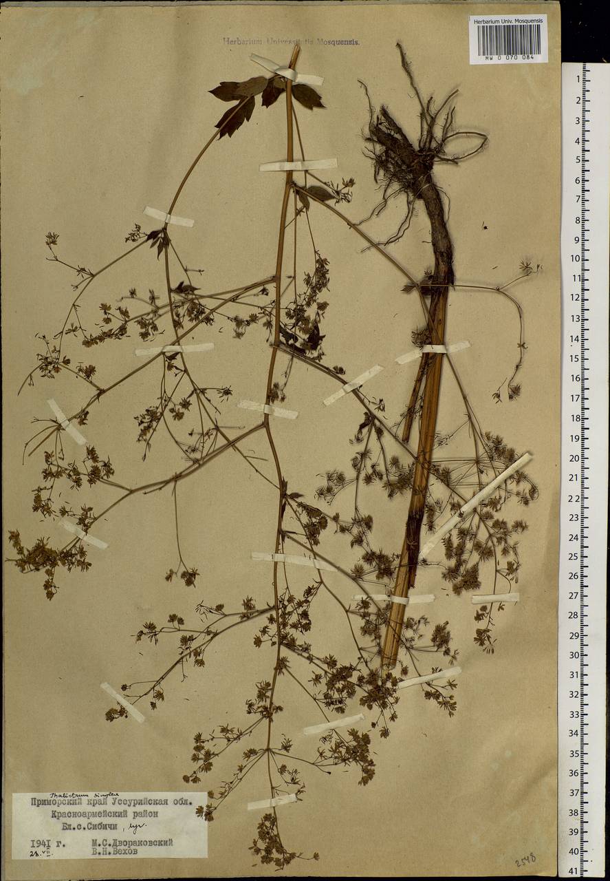 Thalictrum simplex L., Siberia, Russian Far East (S6) (Russia)