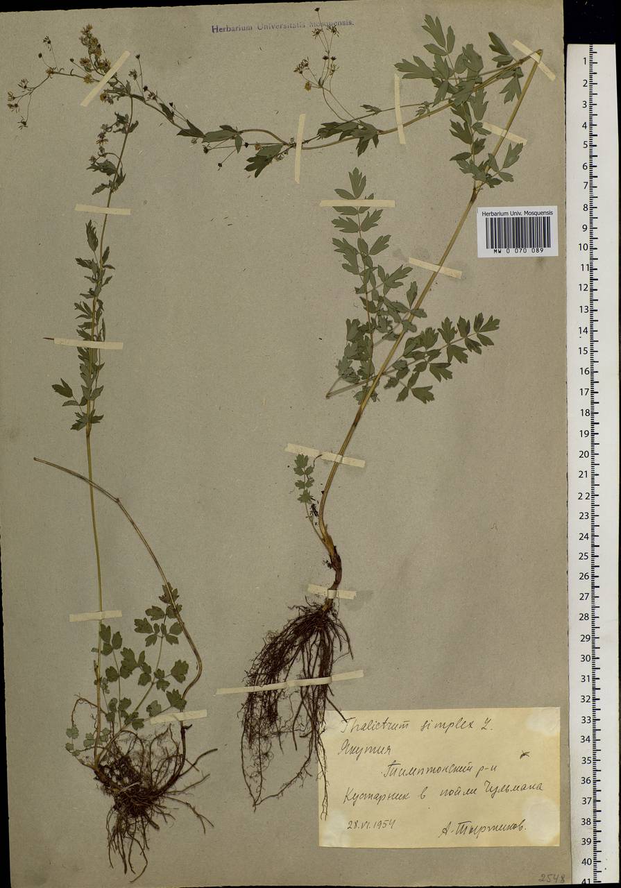 Thalictrum simplex L., Siberia, Yakutia (S5) (Russia)