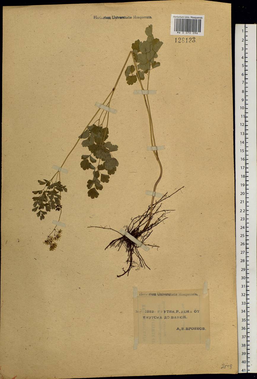 Thalictrum simplex L., Siberia, Yakutia (S5) (Russia)