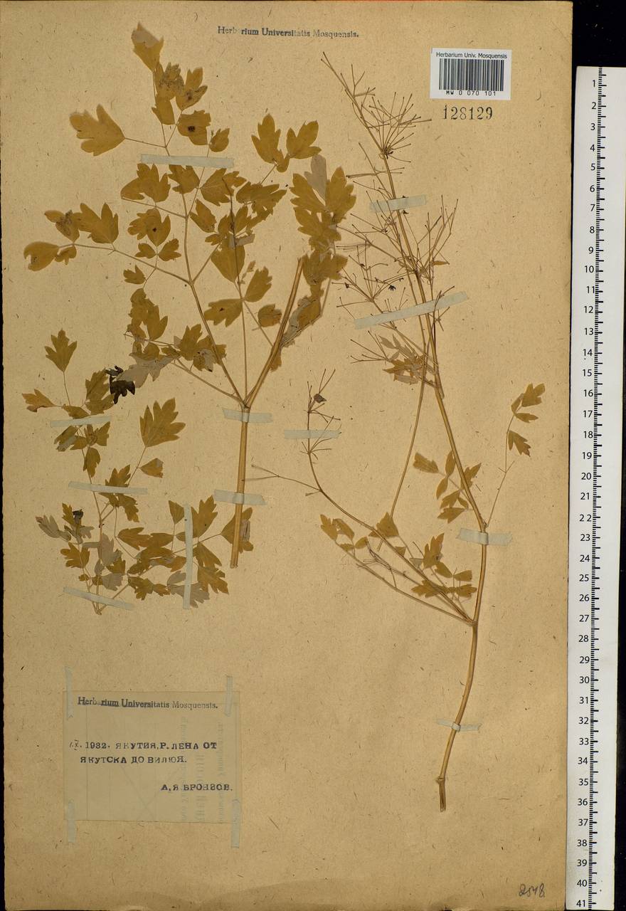 Thalictrum simplex L., Siberia, Yakutia (S5) (Russia)