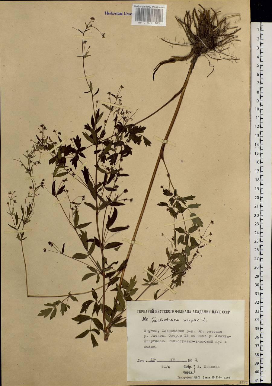 Thalictrum simplex L., Siberia, Yakutia (S5) (Russia)