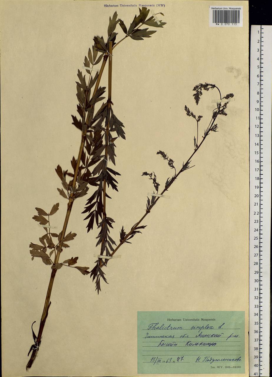 Thalictrum simplex L., Siberia, Baikal & Transbaikal region (S4) (Russia)