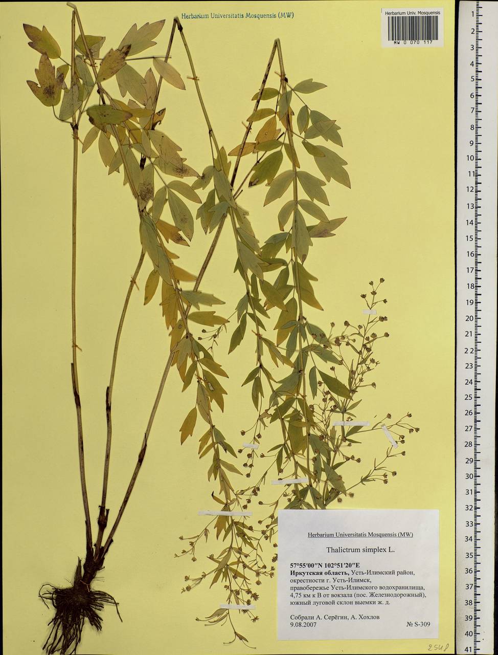 Thalictrum simplex L., Siberia, Baikal & Transbaikal region (S4) (Russia)