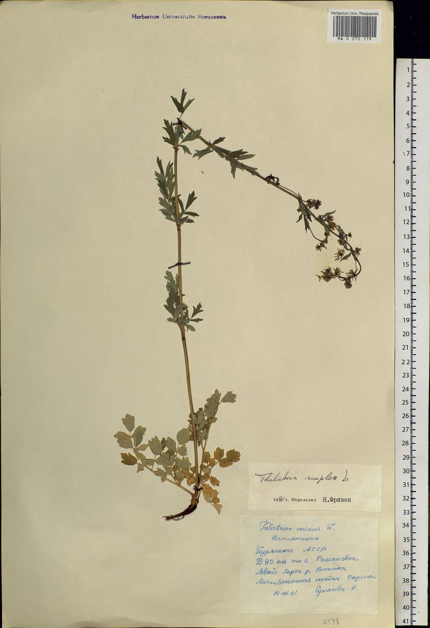 Thalictrum simplex L., Siberia, Baikal & Transbaikal region (S4) (Russia)
