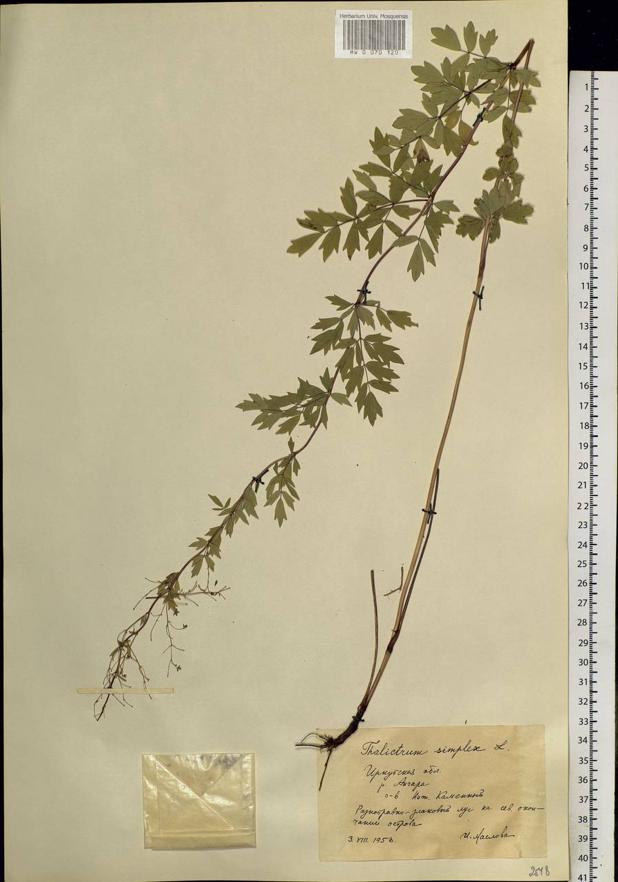 Thalictrum simplex L., Siberia, Baikal & Transbaikal region (S4) (Russia)