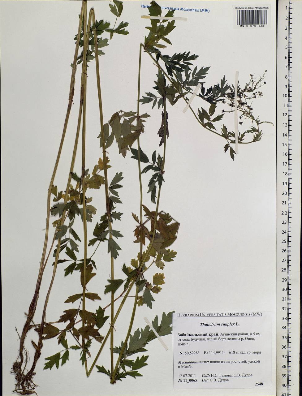 Thalictrum simplex L., Siberia, Baikal & Transbaikal region (S4) (Russia)