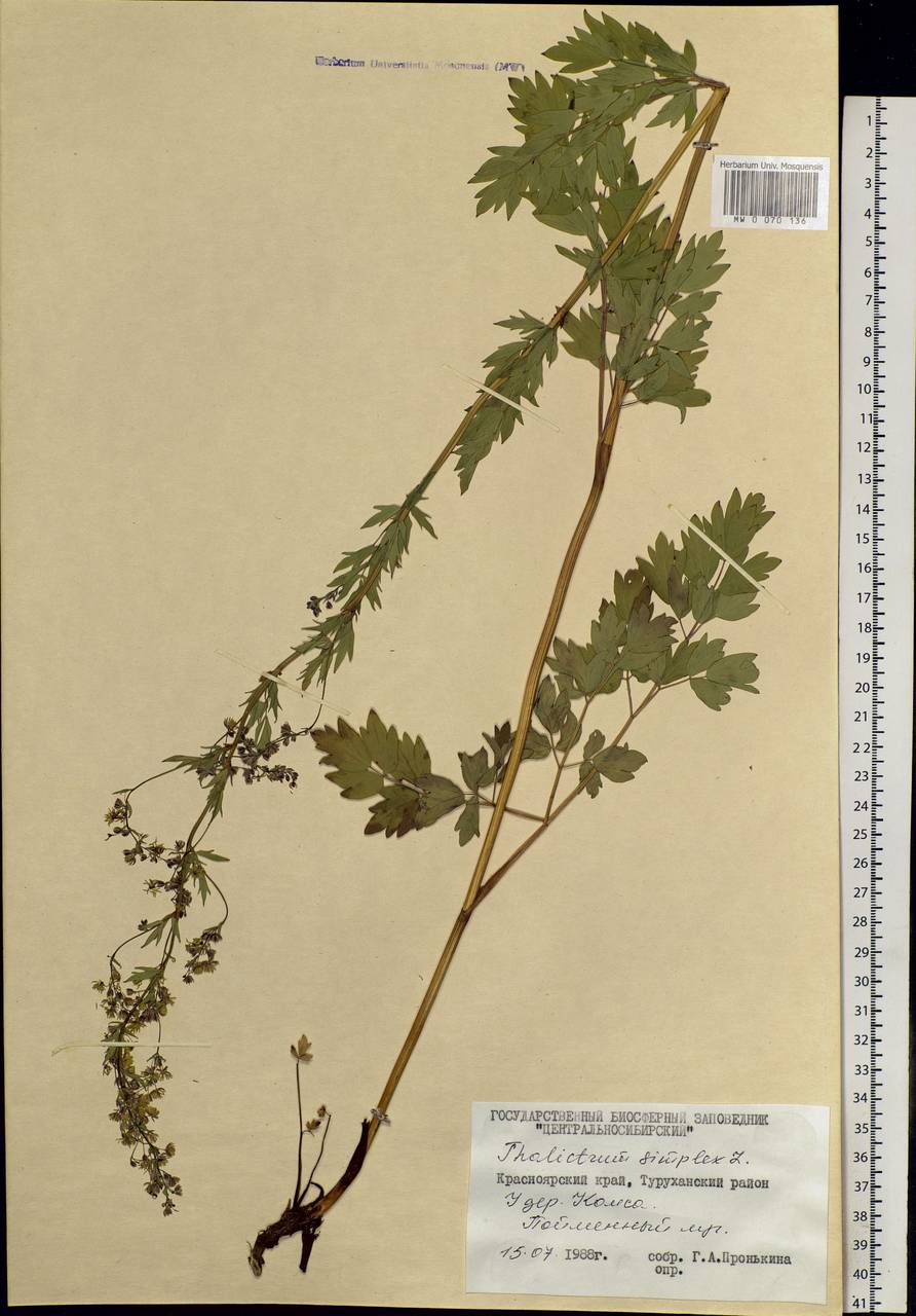 Thalictrum simplex L., Siberia, Central Siberia (S3) (Russia)