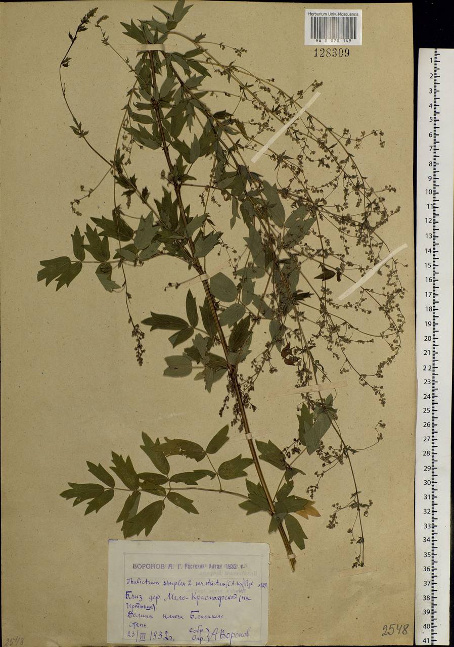 Thalictrum simplex L., Siberia, Western (Kazakhstan) Altai Mountains (S2a) (Kazakhstan)