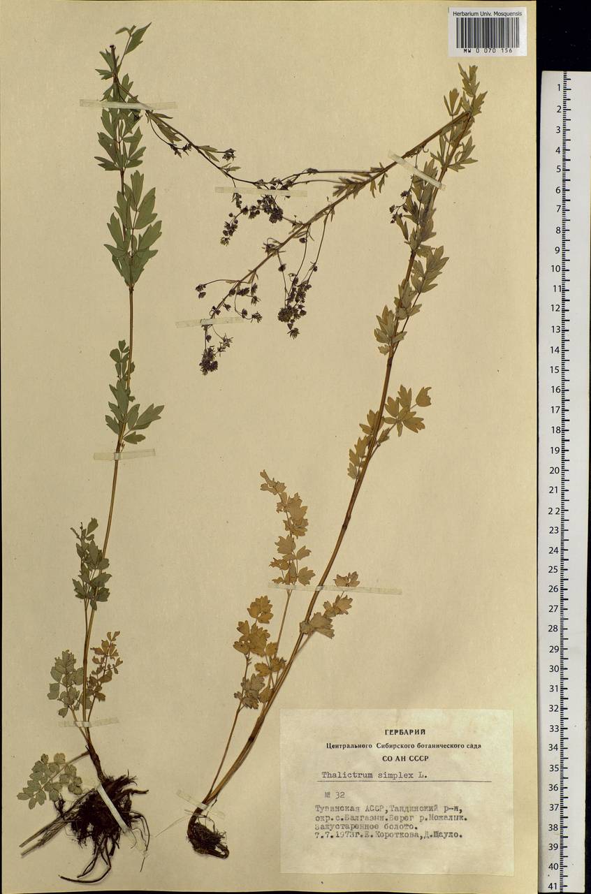 Thalictrum simplex L., Siberia, Altai & Sayany Mountains (S2) (Russia)