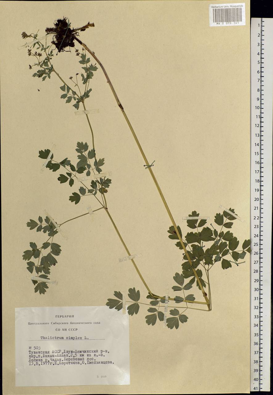 Thalictrum simplex L., Siberia, Altai & Sayany Mountains (S2) (Russia)