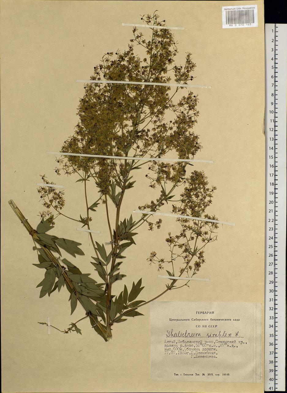 Thalictrum simplex L., Siberia, Altai & Sayany Mountains (S2) (Russia)