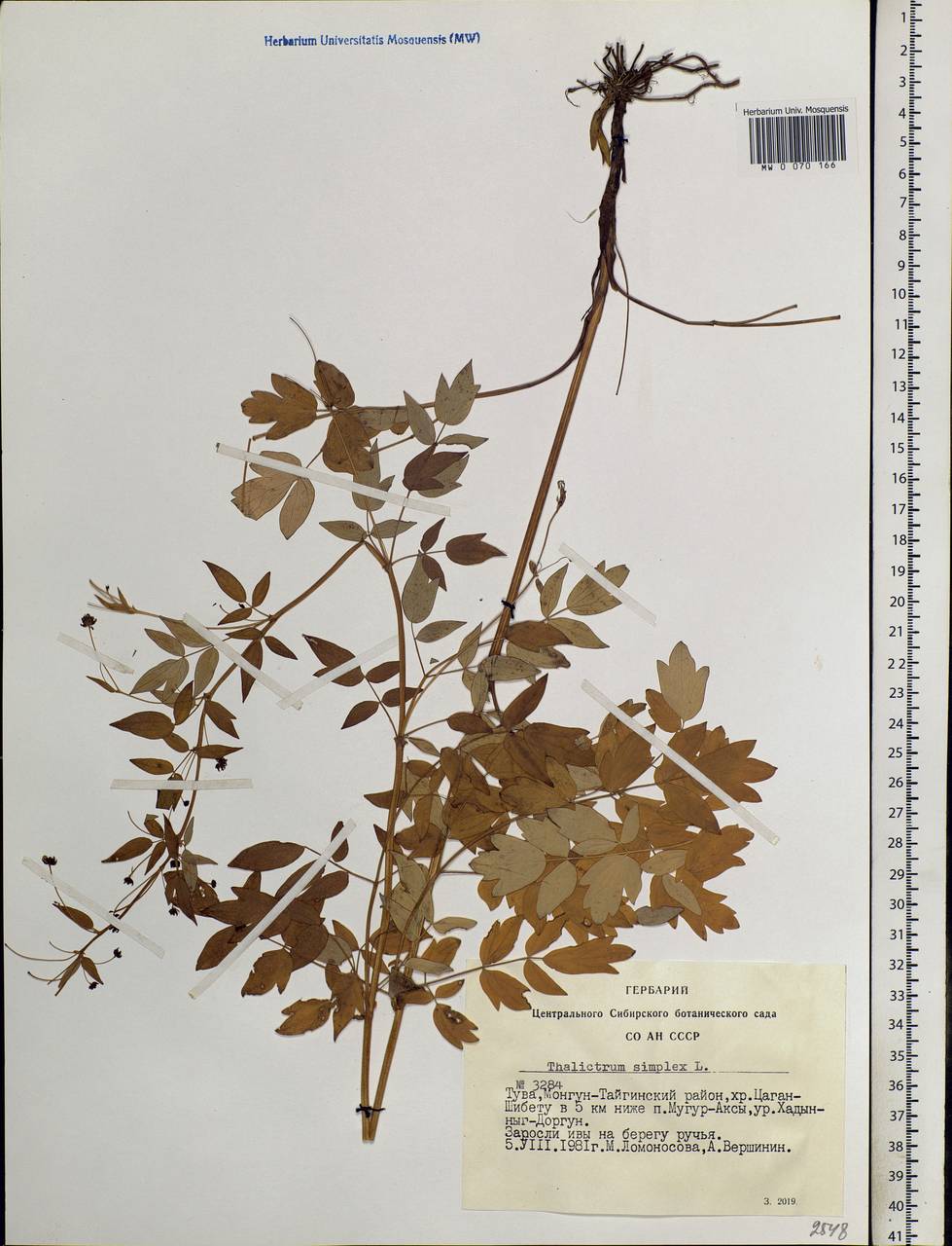 Thalictrum simplex L., Siberia, Altai & Sayany Mountains (S2) (Russia)