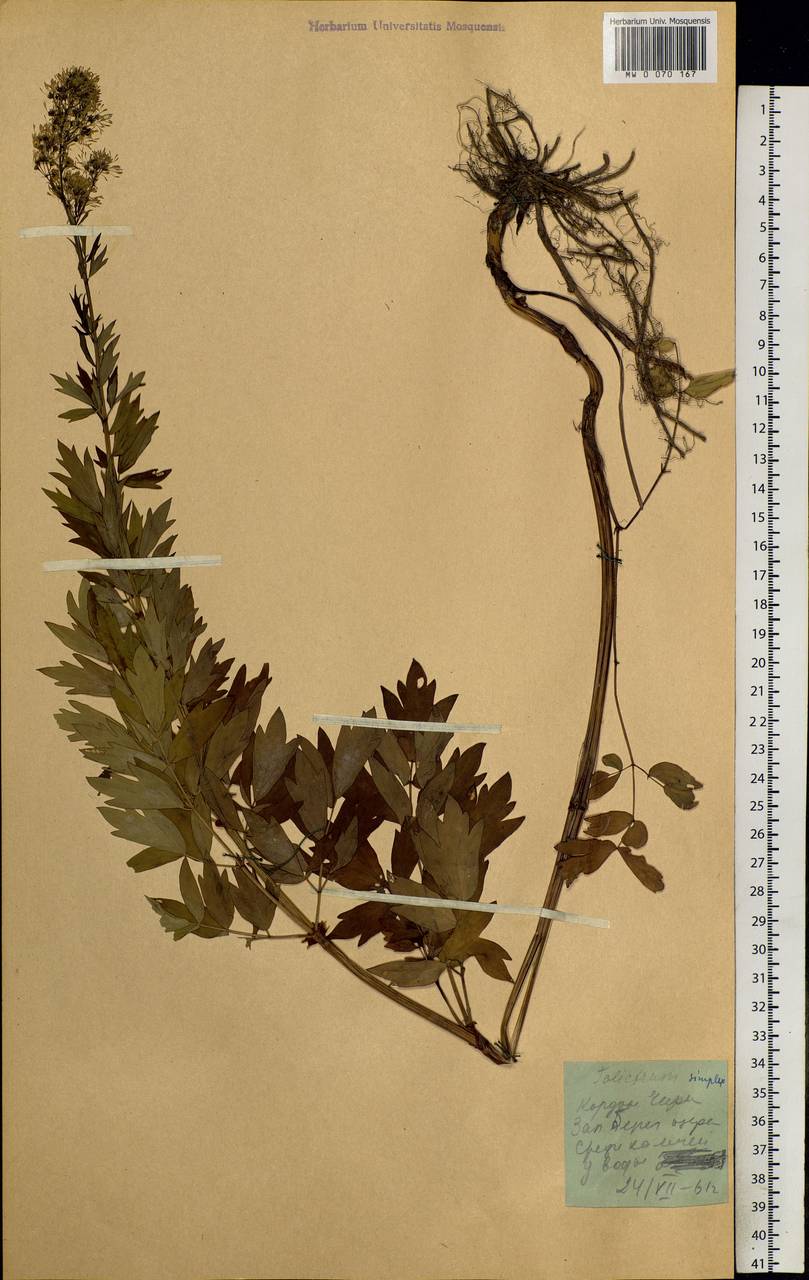 Thalictrum simplex L., Siberia, Altai & Sayany Mountains (S2) (Russia)