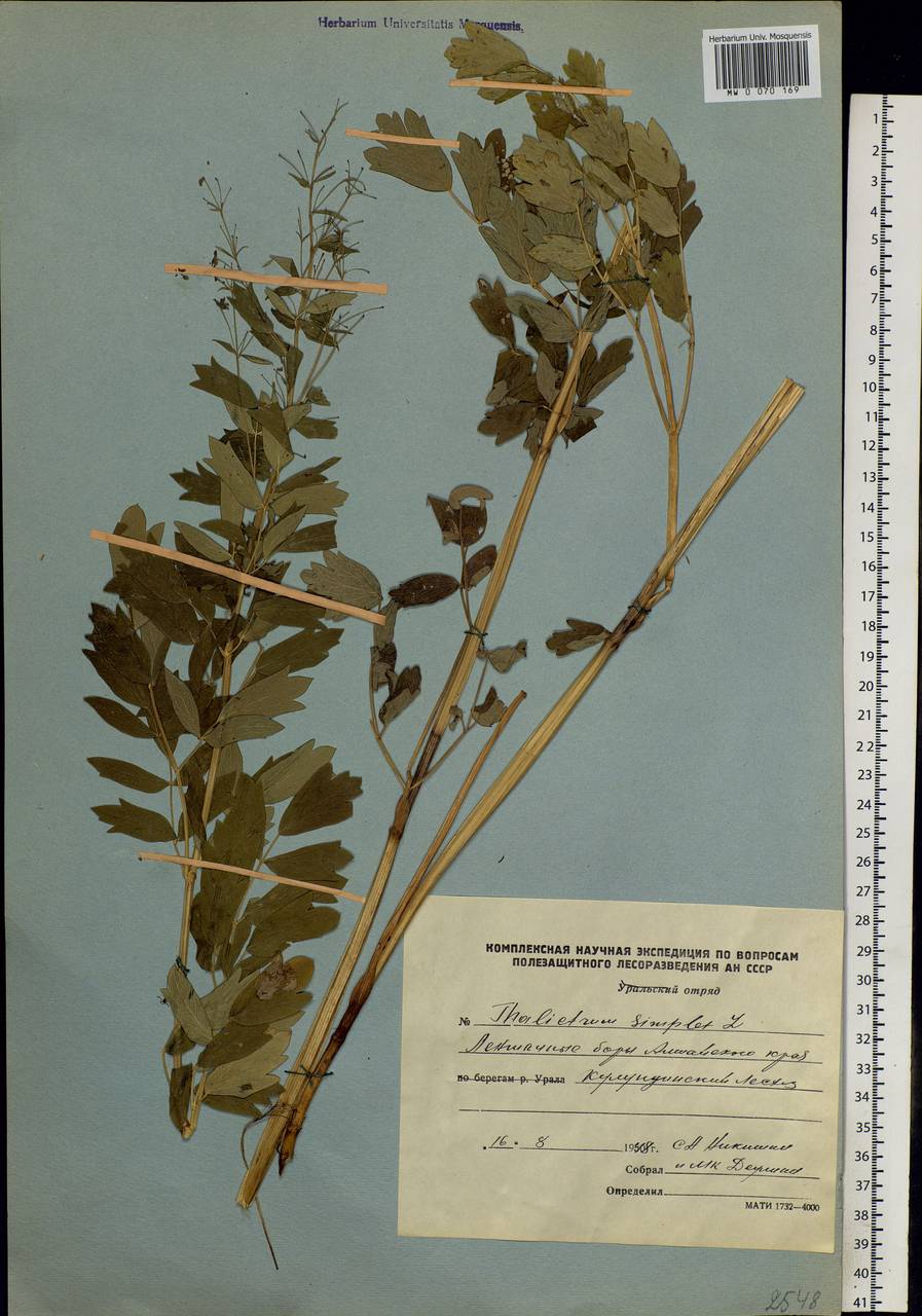 Thalictrum simplex L., Siberia, Altai & Sayany Mountains (S2) (Russia)